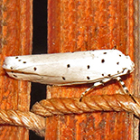 Ethmia coscineutis